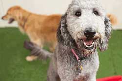 pet daycare in raleigh