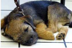 pet daycare in durham