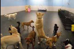 pet daycare in raleigh
