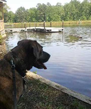 dog friendly raleigh-durham