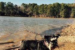 pet friendly dog parks in raleigh