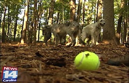 pet friendly dog park in raleigh